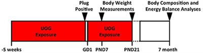 Preconceptional, Gestational, and Lactational Exposure to an Unconventional Oil and Gas Chemical Mixture Alters Energy Expenditure in Adult Female Mice